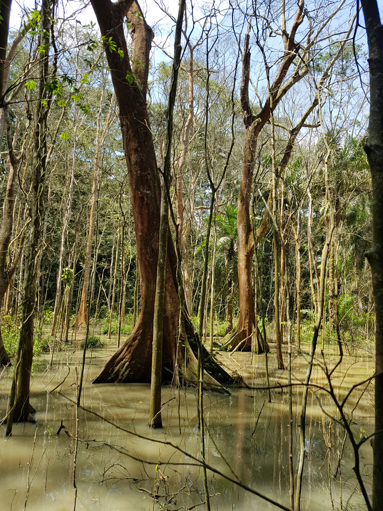 Uganda Forest Swamp