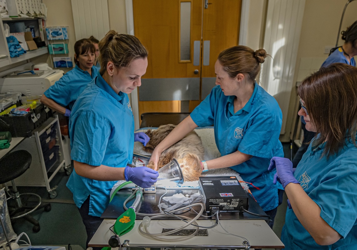 A Two Toed Sloth Has Undergone Pioneering Dental Surgery At Chester Zoo To Cure Toothache1