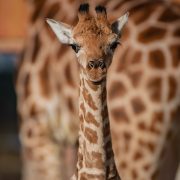 Rothchilds Giraffe | Chester Zoo