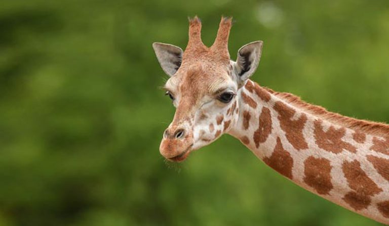 Image result for giraffe