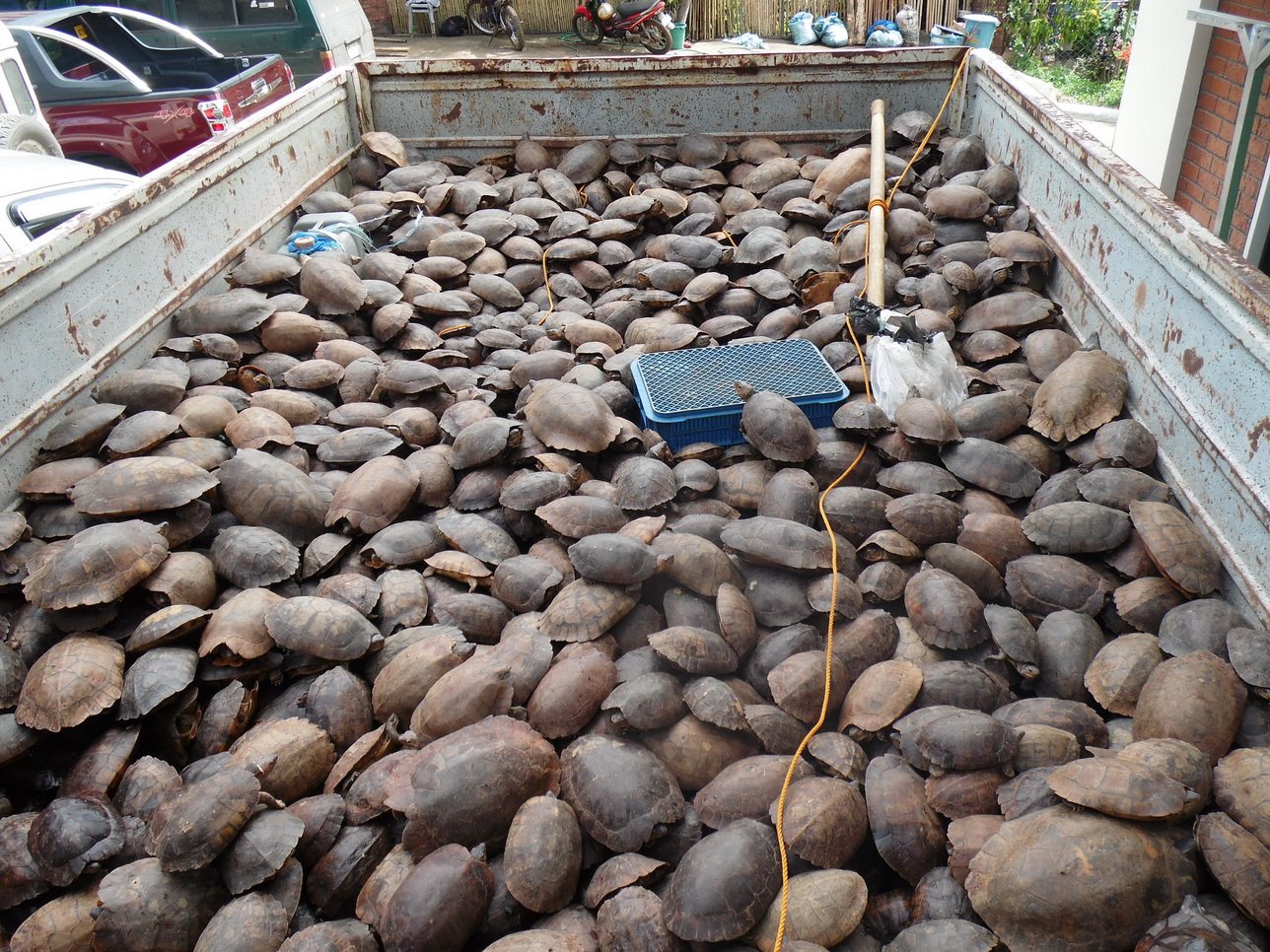 Confiscated turtles - saved from illegal wildlife trade