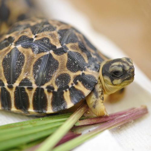 Radiated Tortoise | Chester Zoo