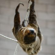 Two Toed Sloth | Chester Zoo