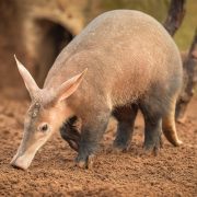 Aardvark | Chester Zoo