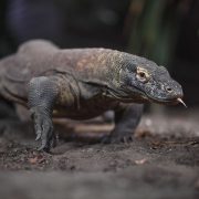 Komodo Dragon | Chester Zoo