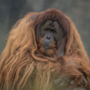 Sumatran Orangutan | Chester Zoo
