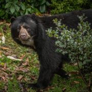 Andean Bear | Chester Zoo