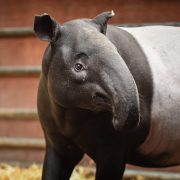 Malayan Tapir | Chester Zoo