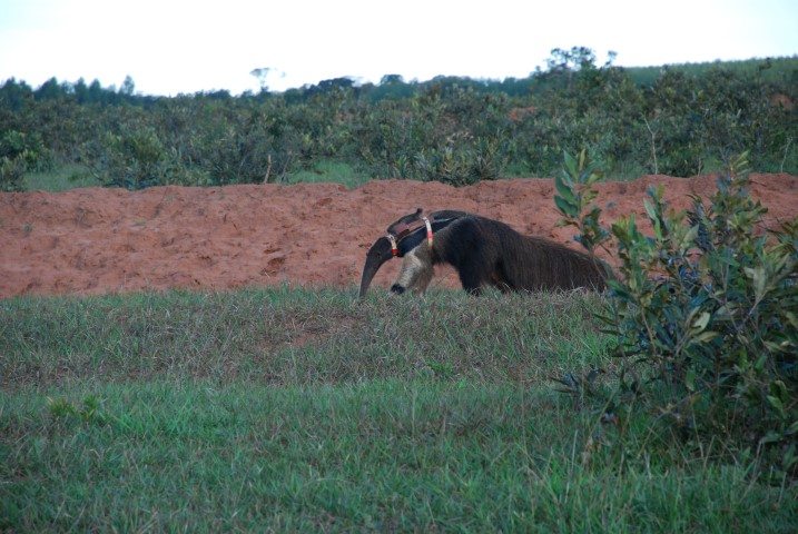 Anteater in the field with GPS on