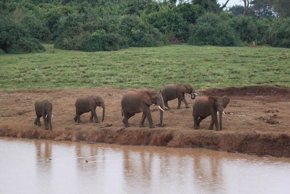 A family group of African elephants
