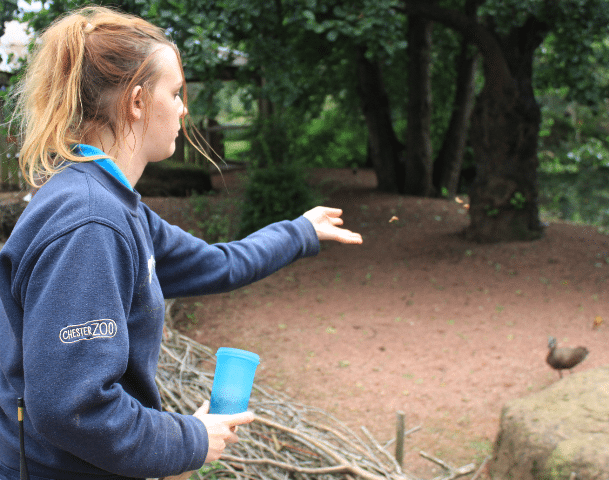 Abbie the intern feeding the birds at Chester Zoo