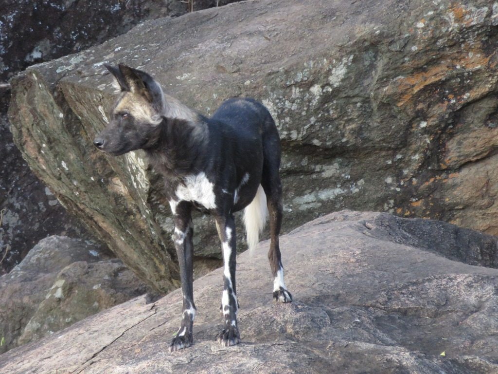 African painted dog on a rock