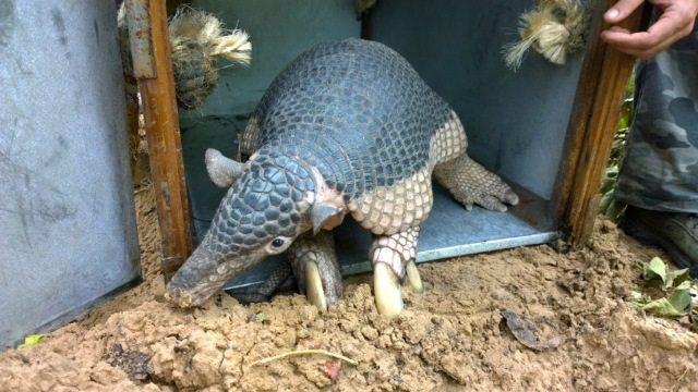 Alex the armadillo having his GPS collar fitted