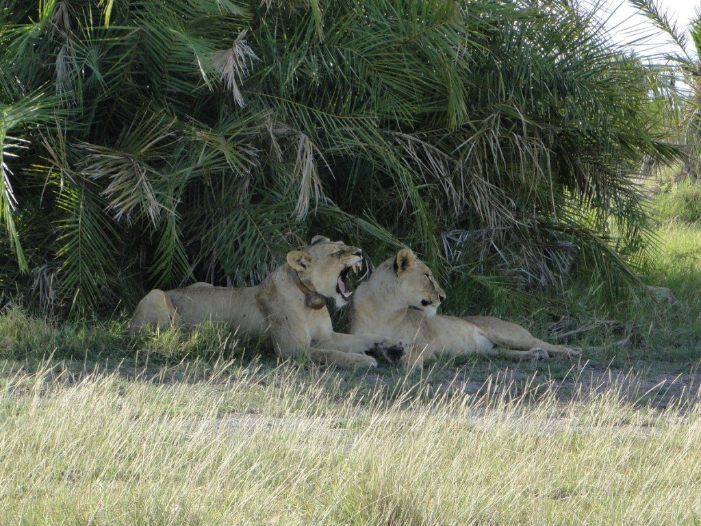 Lionesses lying in the shade