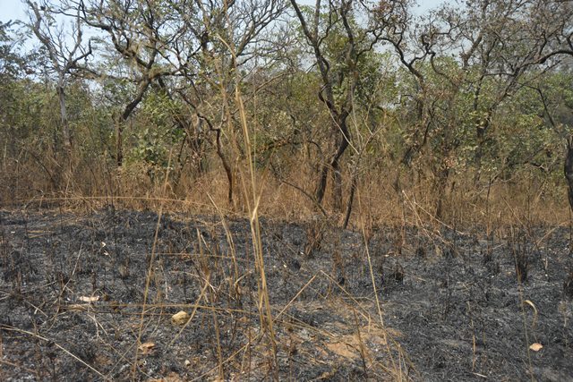 An area of forest which has suffered repeated burning