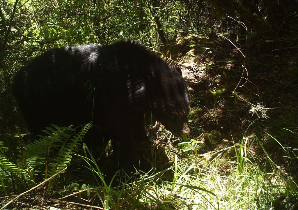 Andean bear caught on camera trap