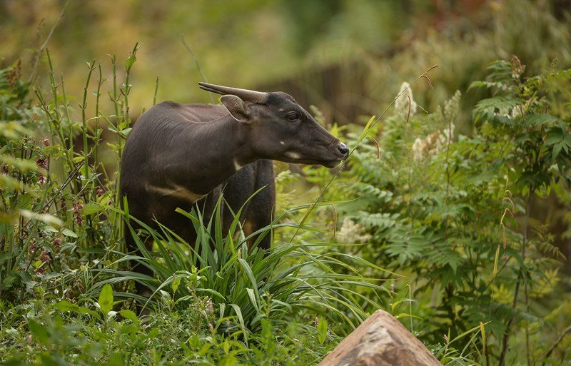 Anoa among long grass at Chester Zoo