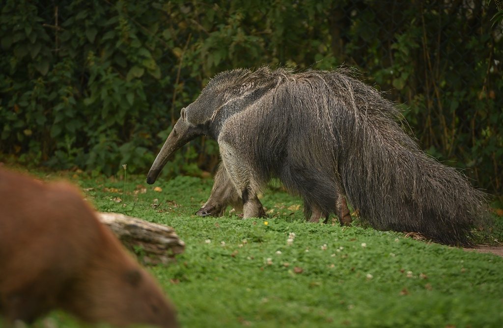Chester Zoo anteater