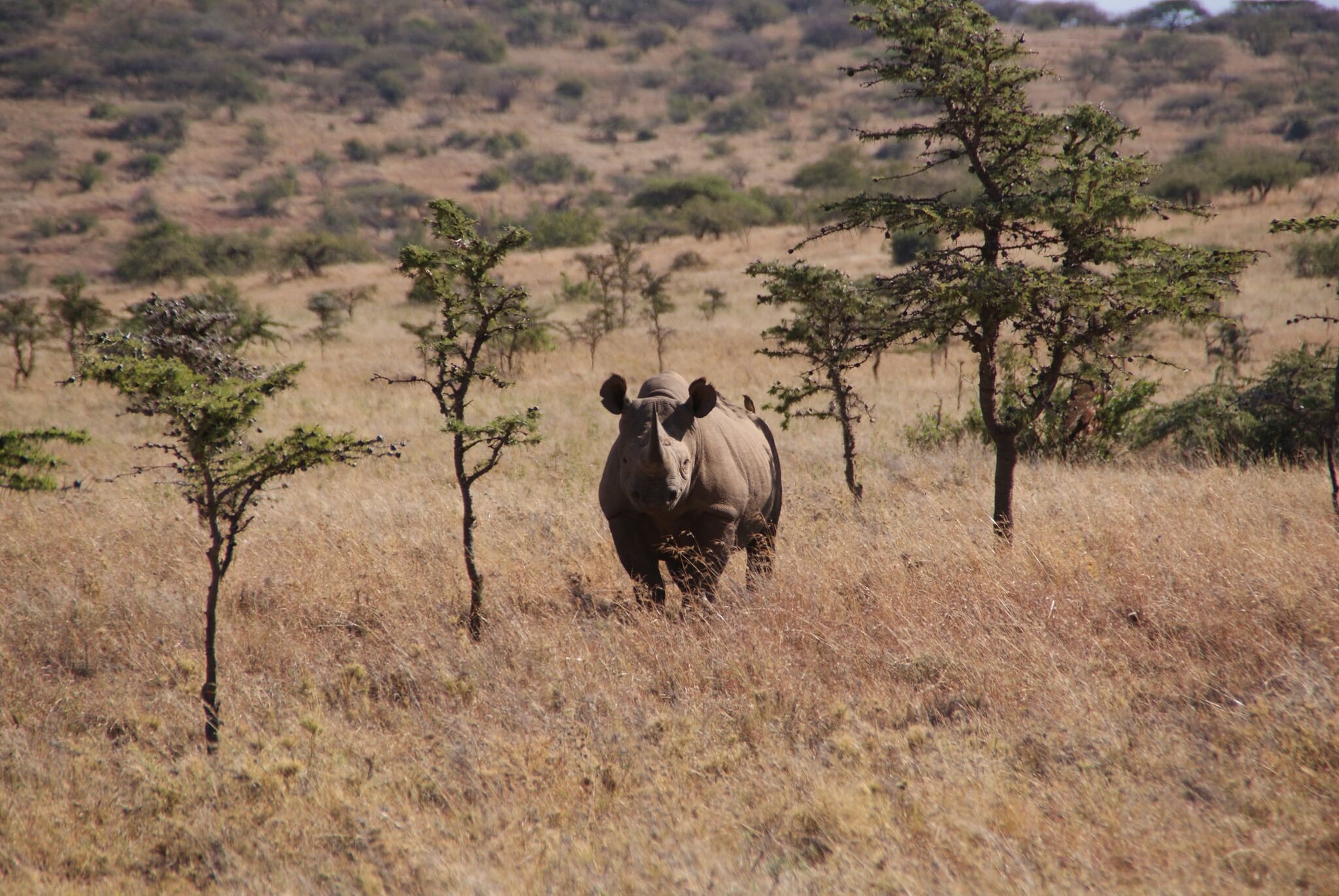 Article hero image - black rhino