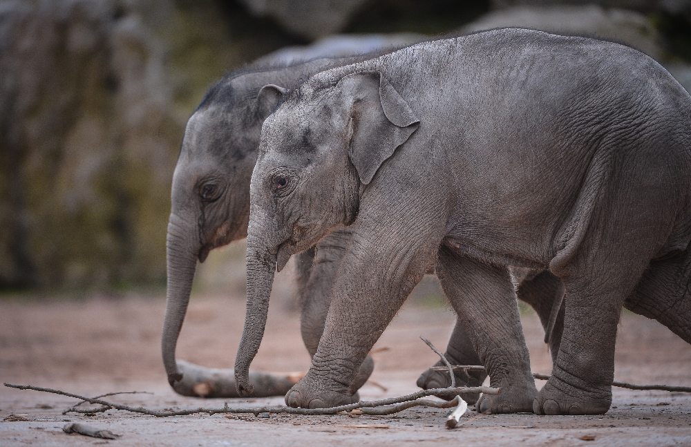 Two young Asian elephant calves side by side