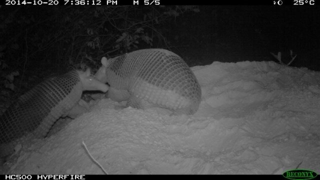 Alex the armadillo at 1 year and 3 months old