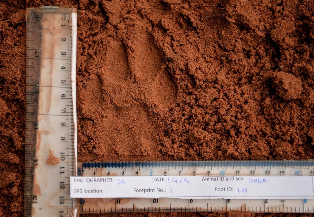 Cheetah footprint in sand being measured by rulers