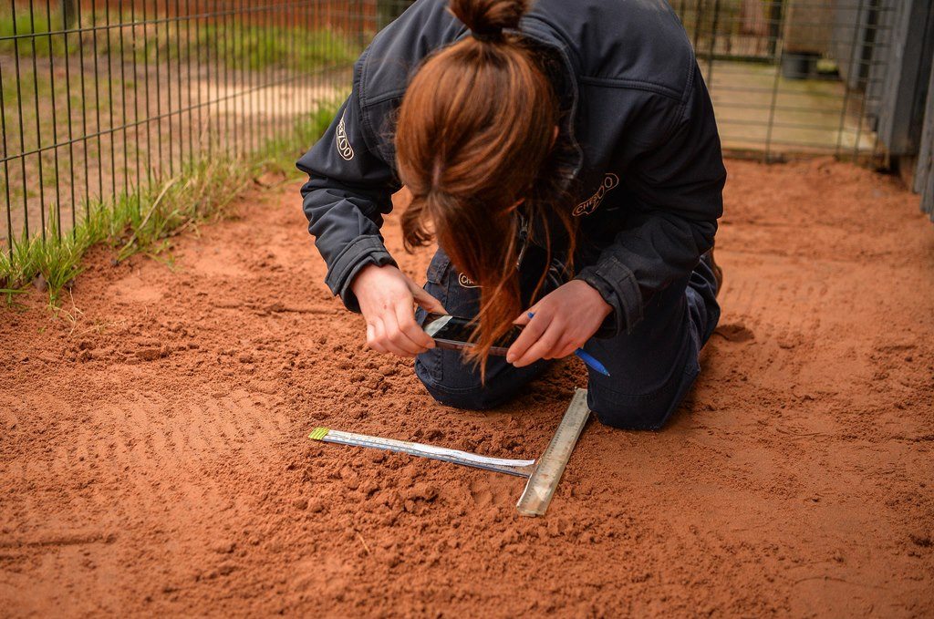 Chester Zoo staff member taking a picture of cheetah footprint
