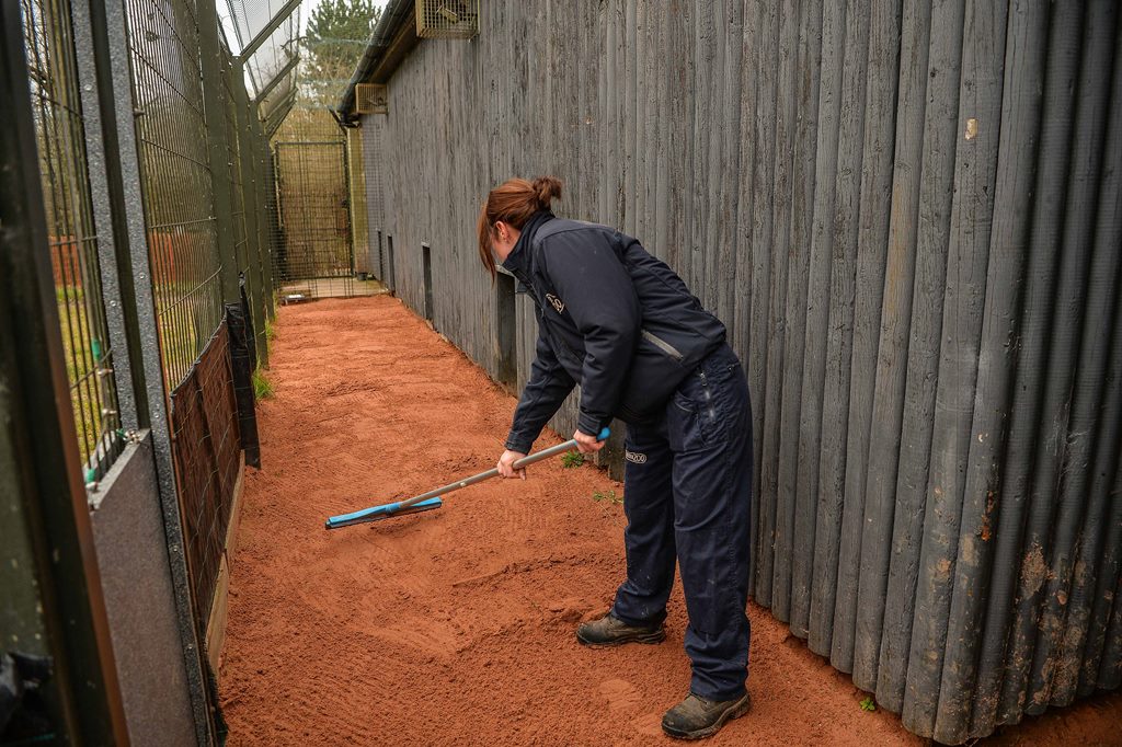 Chester Zoo staff member flattening sand ready for cheetah
