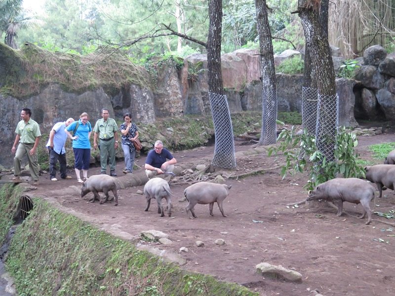 Chester Zoo staff visiting Indonesian zoo and looking at babirusa