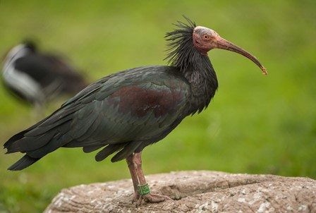 Northern bald ibis bird stood on a rock