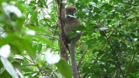 Bamboo lemur