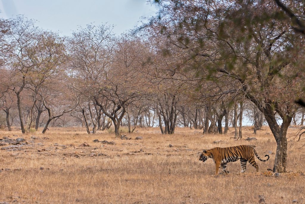 Wild tiger walking through the dry bush forests of Ranthambore national park on a winter morning