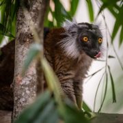 Black Lemur | Chester Zoo