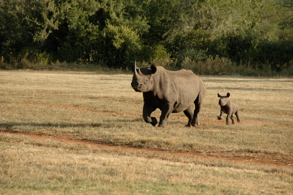 Black rhino and its calf running across field in Africa