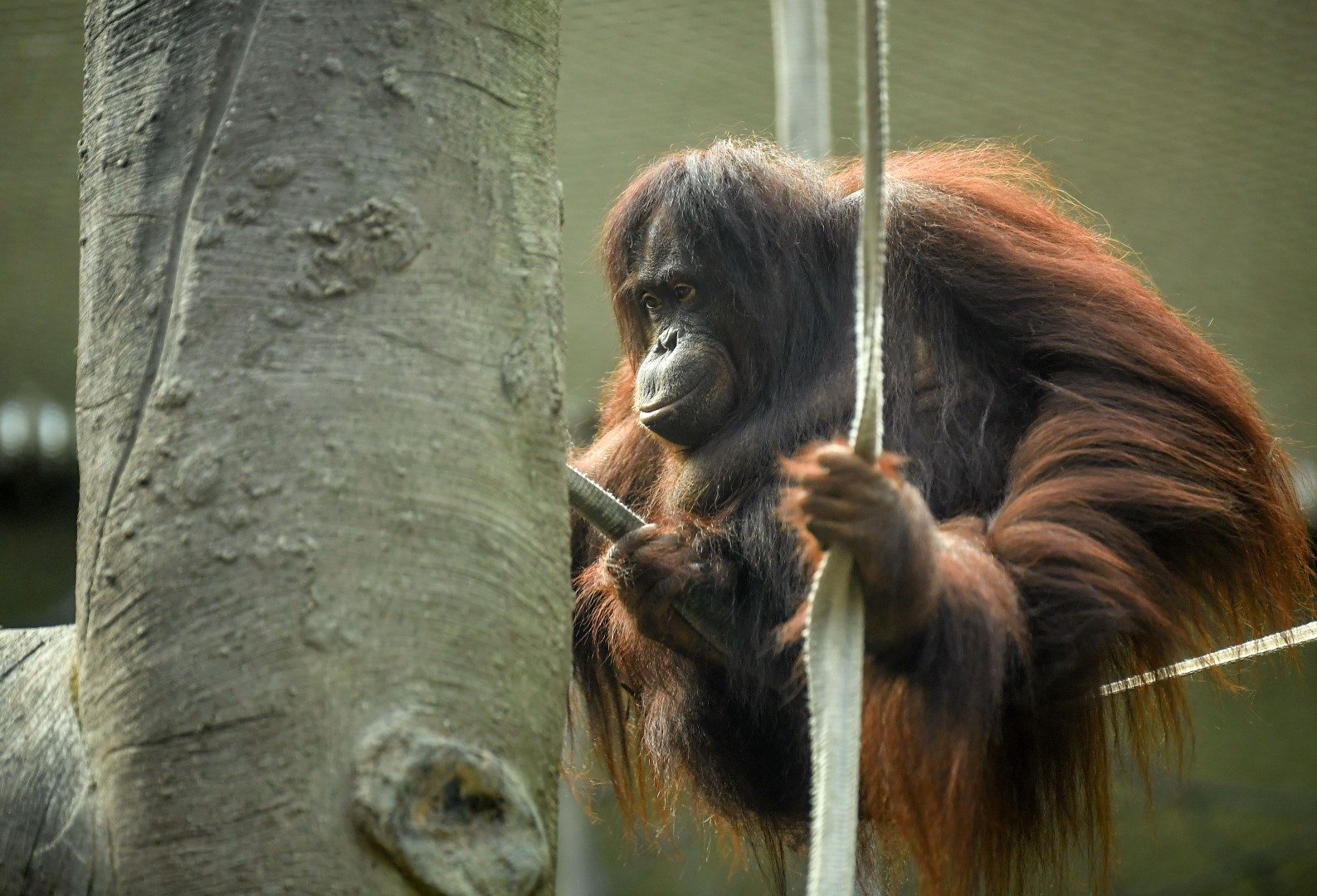 Bornean orangutan at Chester Zoo