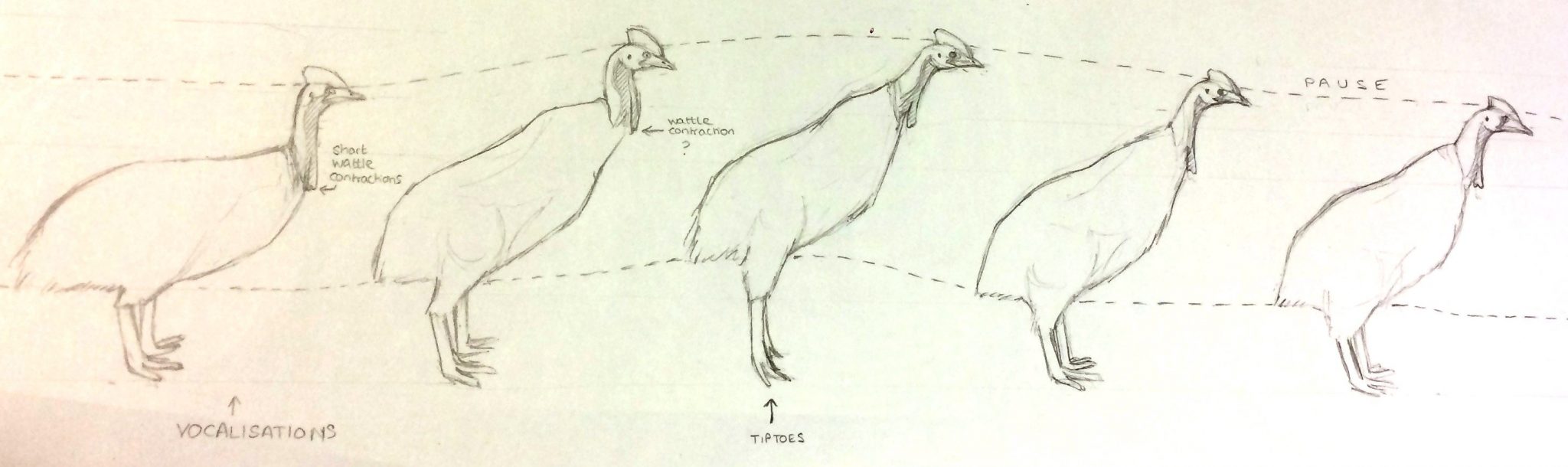 Illustration of cassowary behaviour