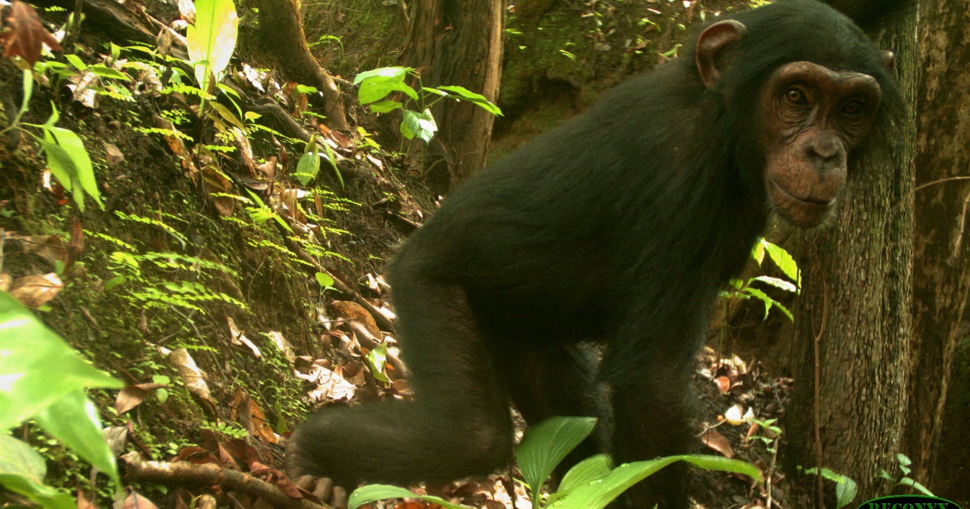 Monitoring chimpanzee behaviour at Gashaka Gumti National Park