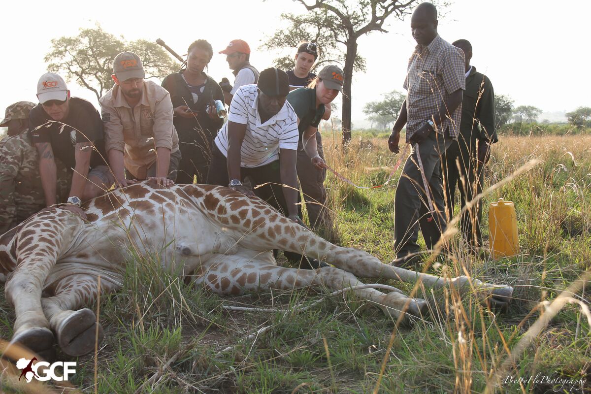 GPS collar being put on giraffe in field