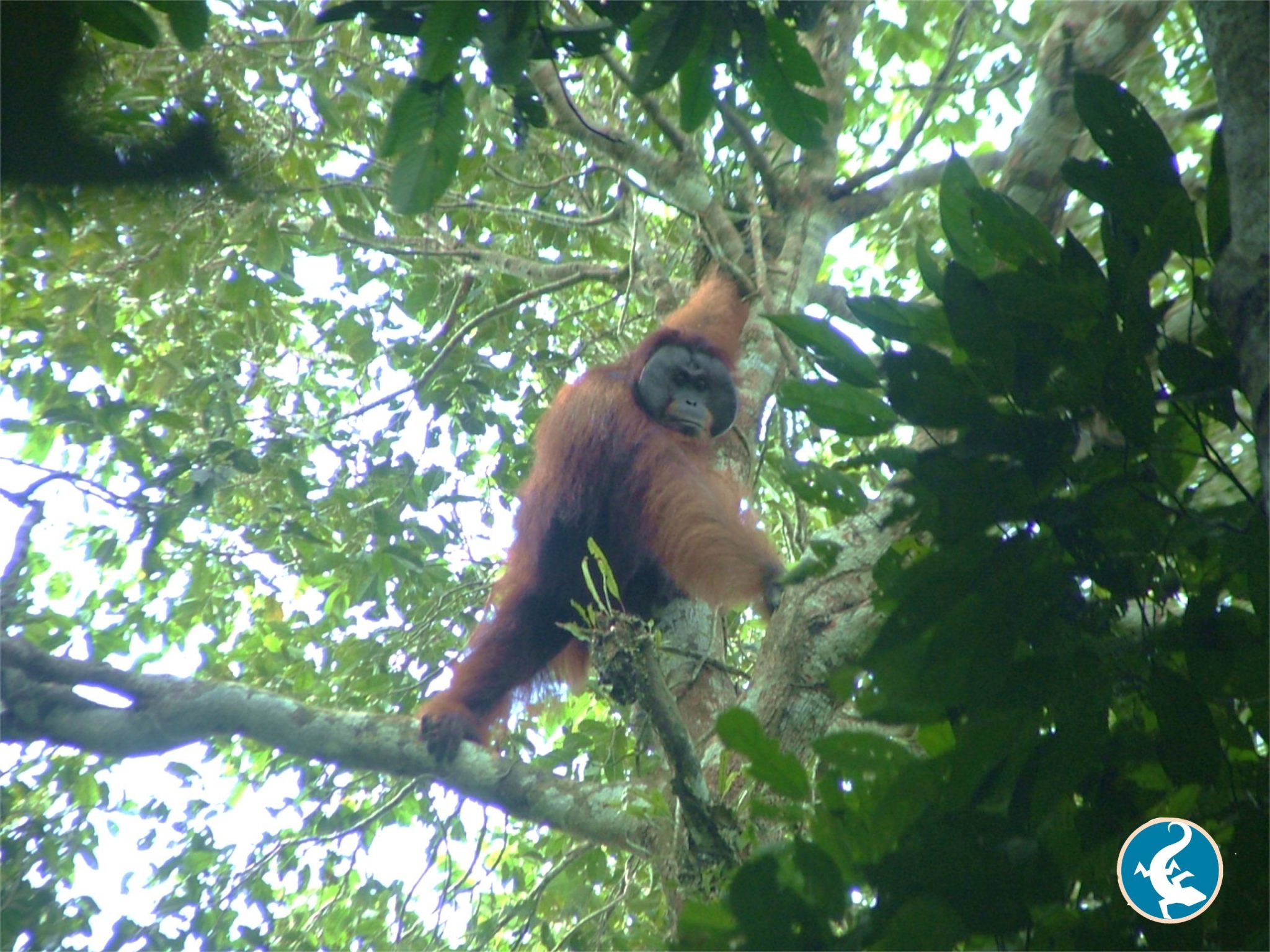 Bornean orangutan in tree in the wild