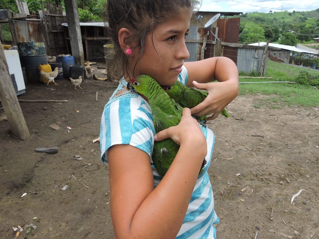 Ecuador Amazon parrots being kept as pets
