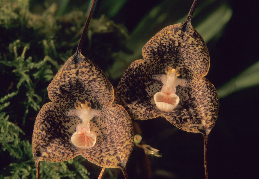 Dracula orchid