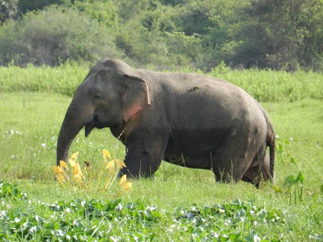 Asian elephant walking through long grass in Sri Lanka