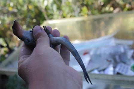 Close up of Bermuda skink with a bifid tail