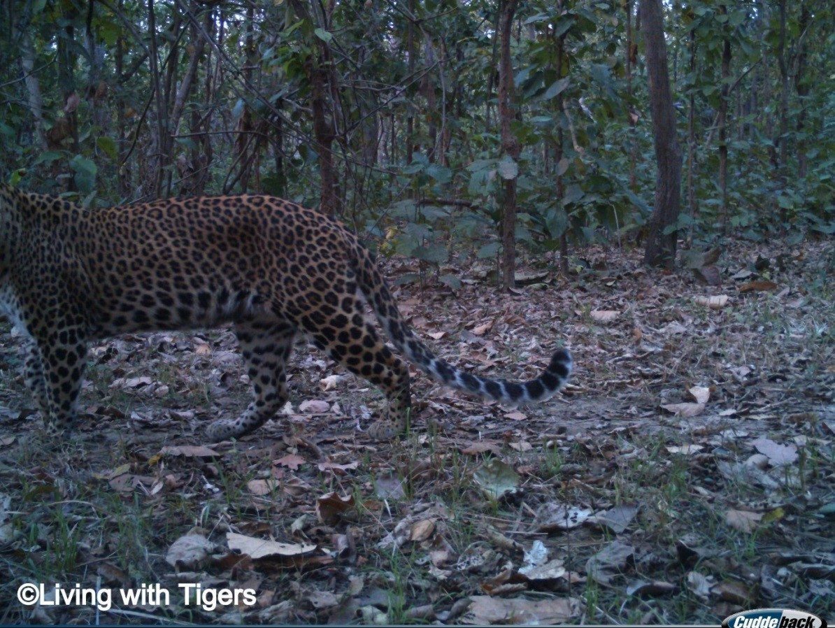 Female common leopard LwT