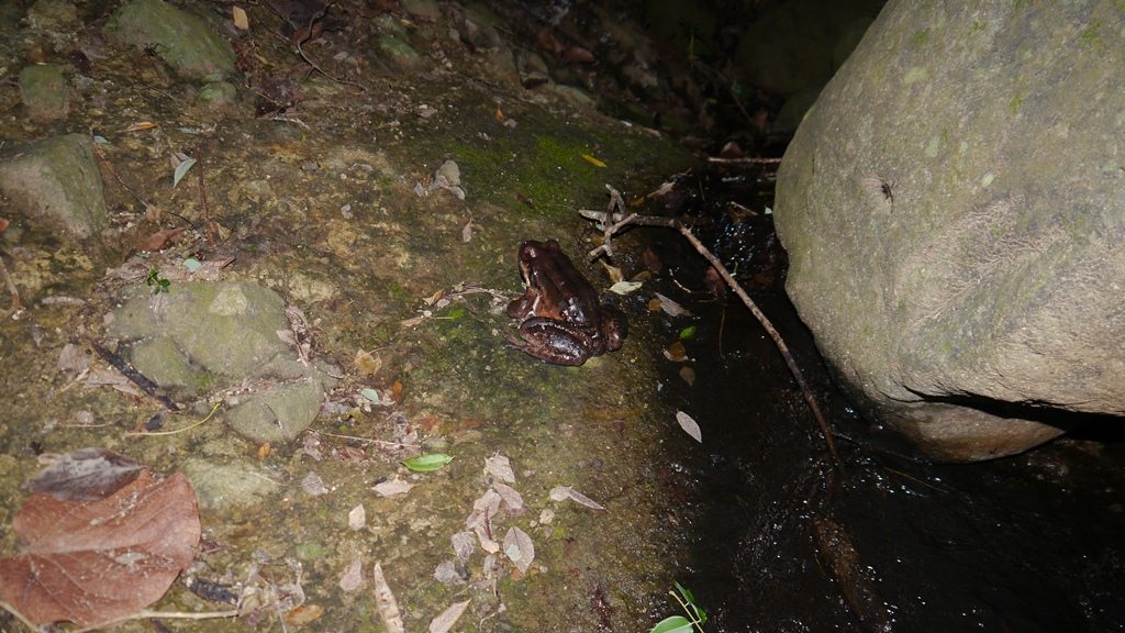 The last female mountain chicken frog on the island, in the males territory