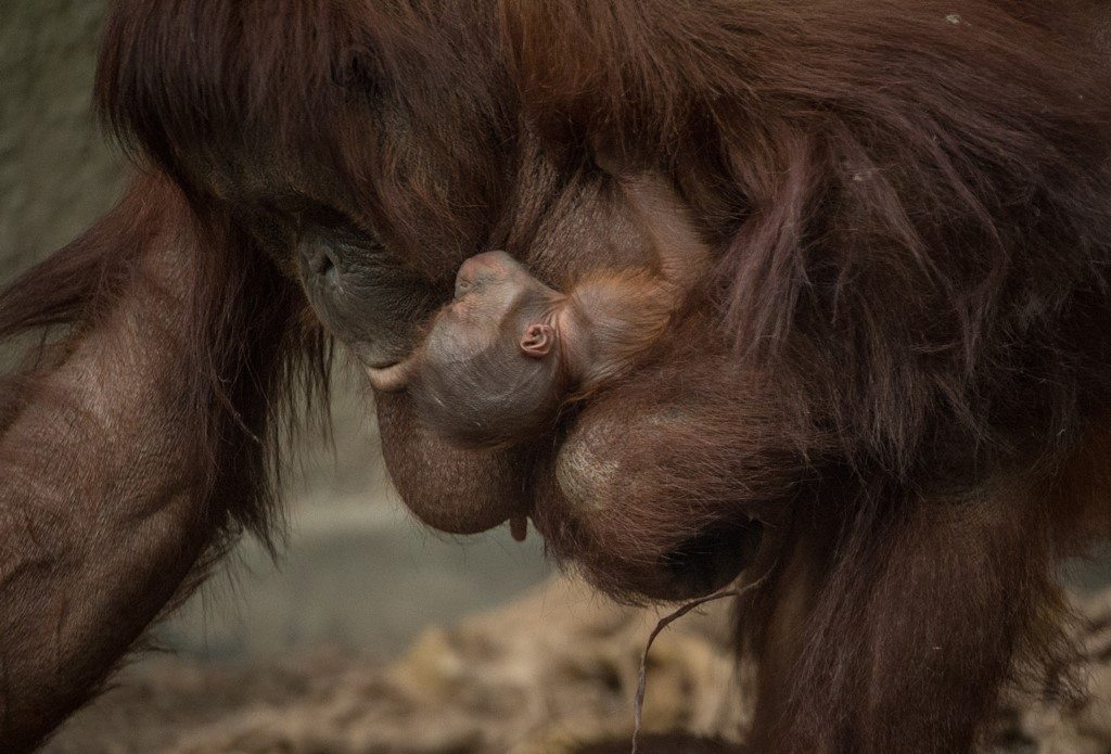 Baby orangutan at Chester Zoo