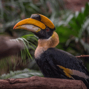 Great Hornbill | Chester Zoo