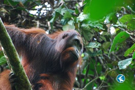 Bornean orangutan up in tree