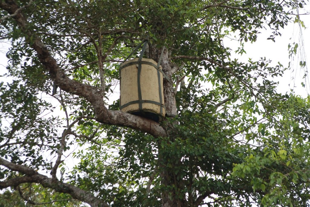 Artificial hornbill nest in tree