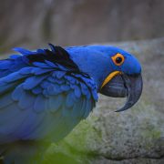 Hyacinth Macaws | Chester Zoo